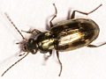 Bembidion varium
